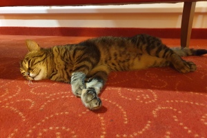 Katze im Hause