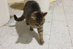 Katze