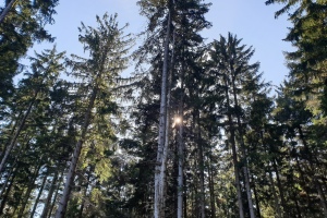 Steinwand